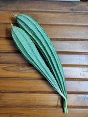 Trichosanthes cucumerina