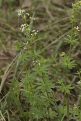Galium album