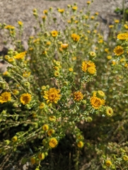 Grindelia squarrosa