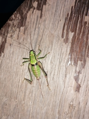 Eupholidoptera schmidti