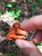 Cantharellus cinnabarinus