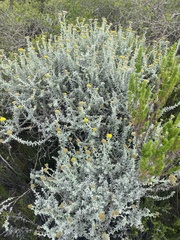 Helichrysum dasyanthum