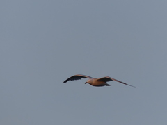 Ichthyaetus audouinii