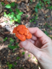 Cantharellus cinnabarinus