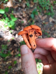 Cantharellus cinnabarinus