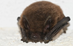 Myotis