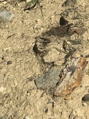 Trimerotropini