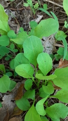 Valerianella