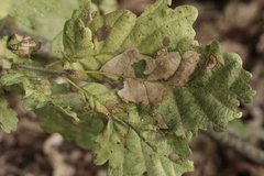 Tischeria ekebladella