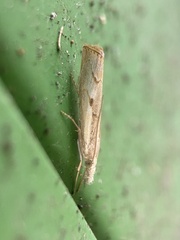 Agriphila geniculea
