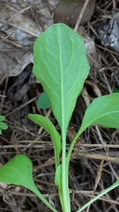 Valerianella