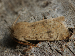 Orthosia cruda