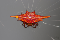 Gasteracantha versicolor