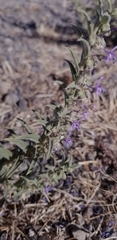 Trichostema lanceolatum