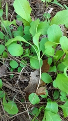 Valerianella