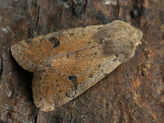 Orthosia cruda