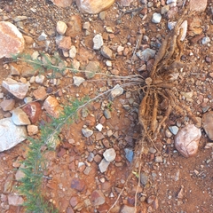 Asparagus burchellii