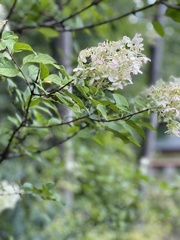 Hydrangea arborescens