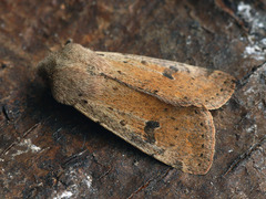 Orthosia cruda