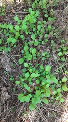 Valerianella