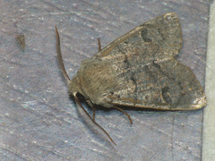 Orthosia cruda