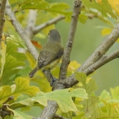 Vireo