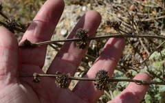 Pseudodictamnus africanus