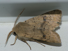 Orthosia cruda