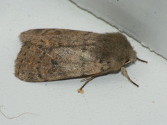 Orthosia cruda