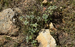 Pseudodictamnus africanus