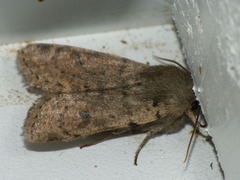 Orthosia cruda
