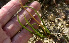 Bulbine