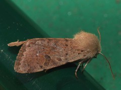 Orthosia cruda