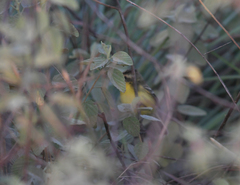 Pseudocolopteryx sclateri