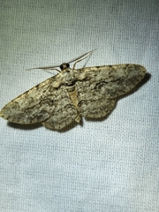 Anavitrinella pampinaria