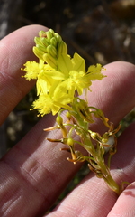 Bulbine