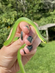 Opheodrys vernalis