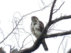 Buteo plagiatus