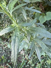 Senecioninae