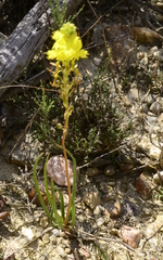 Bulbine
