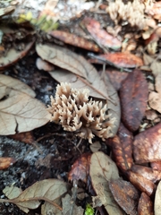 Sebacina schweinitzii