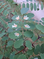 Parectopa robiniella