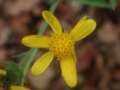 Senecio parryi