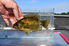 Ambloplites rupestris