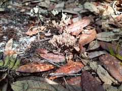 Sebacina schweinitzii