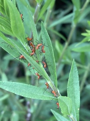 Leptoglossus phyllopus