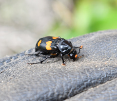 Nicrophorus orbicollis