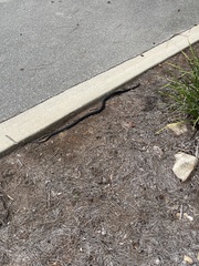 Coluber constrictor priapus