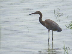 Egretta rufescens