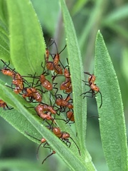 Leptoglossus phyllopus